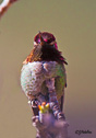 Calypte anna